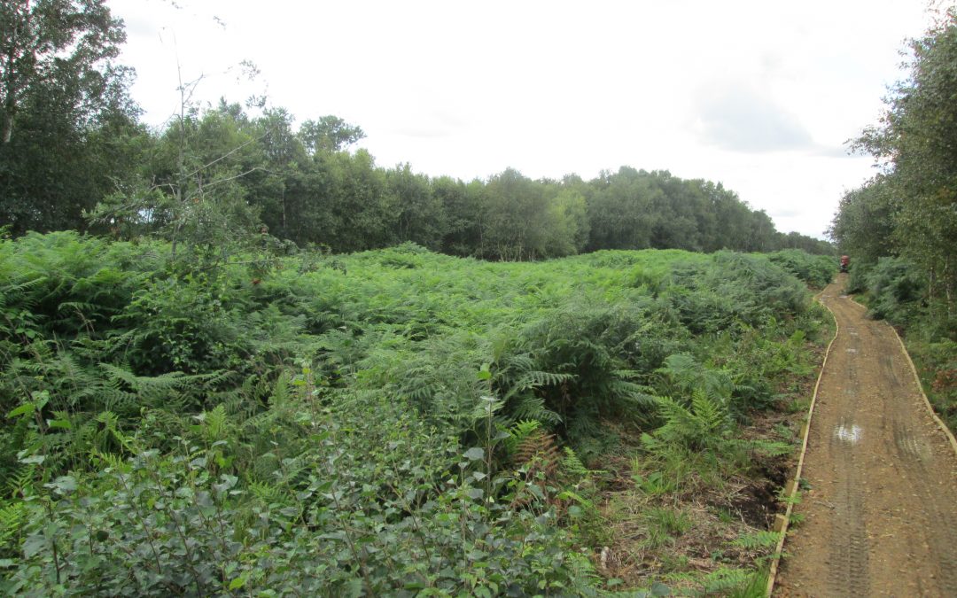 Little Woolden Moss, Culcheth – Vegetation Clearance