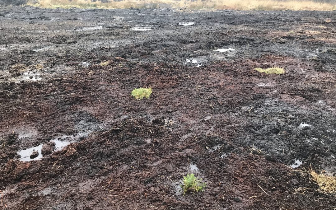 Amberswood Moss, Wigan – Restoration of Mossland